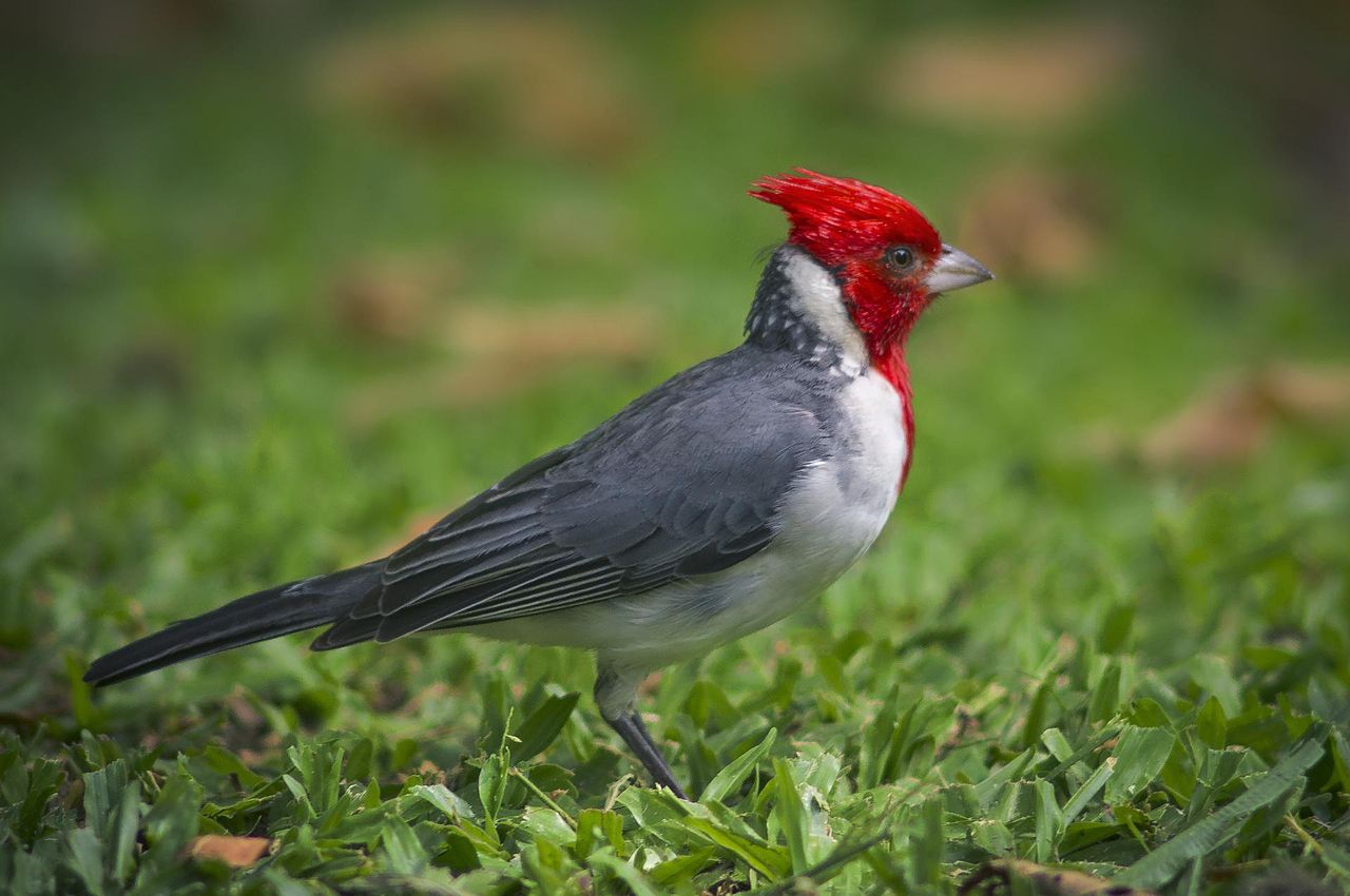 Red_Crested_Cardinal-1 – Greetings from the Past